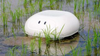 ربات اردک ژاپنی رشد علفهای هرز شالیزارهای برنج جلوگیری