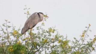 تست زوم دوربین PowerShot SX70 HS کانن