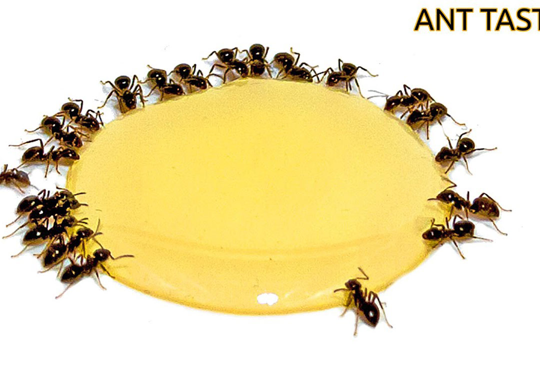 کلیپی گذر Time-lapse مورچه و قطره عسل