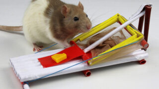 ساخت تله موش با کاغذ