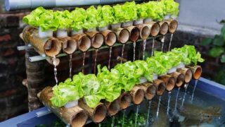 ساخت پرورش سبزیجات تمیز با حوض ماهی همراه