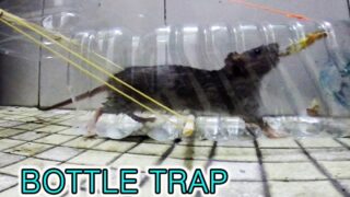 ساخت تله موش با بطری پلاستیکی