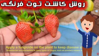 کاشت گیاه توت فرنگی