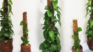 چوب دکوری رشد گیاهان رونده