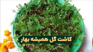 کاشت و نگهداری گل همیشه بهار