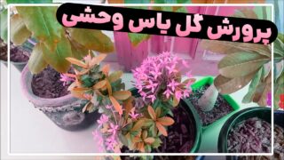 پرورش گل یاس وحشی ایکسورا