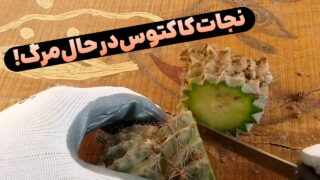 پرورش کاکتوس در حال خسک شدن