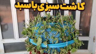 کاشت سبزیجات در سبد